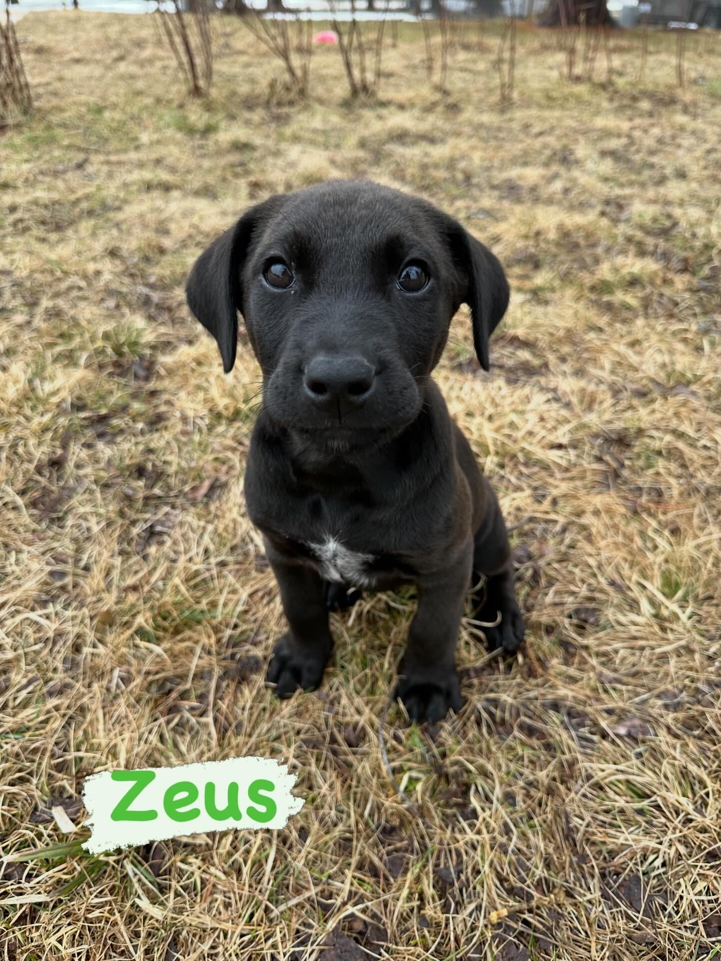 Enlarge Zeus, an adopted mixed breed in Iron River, MI image 1/1