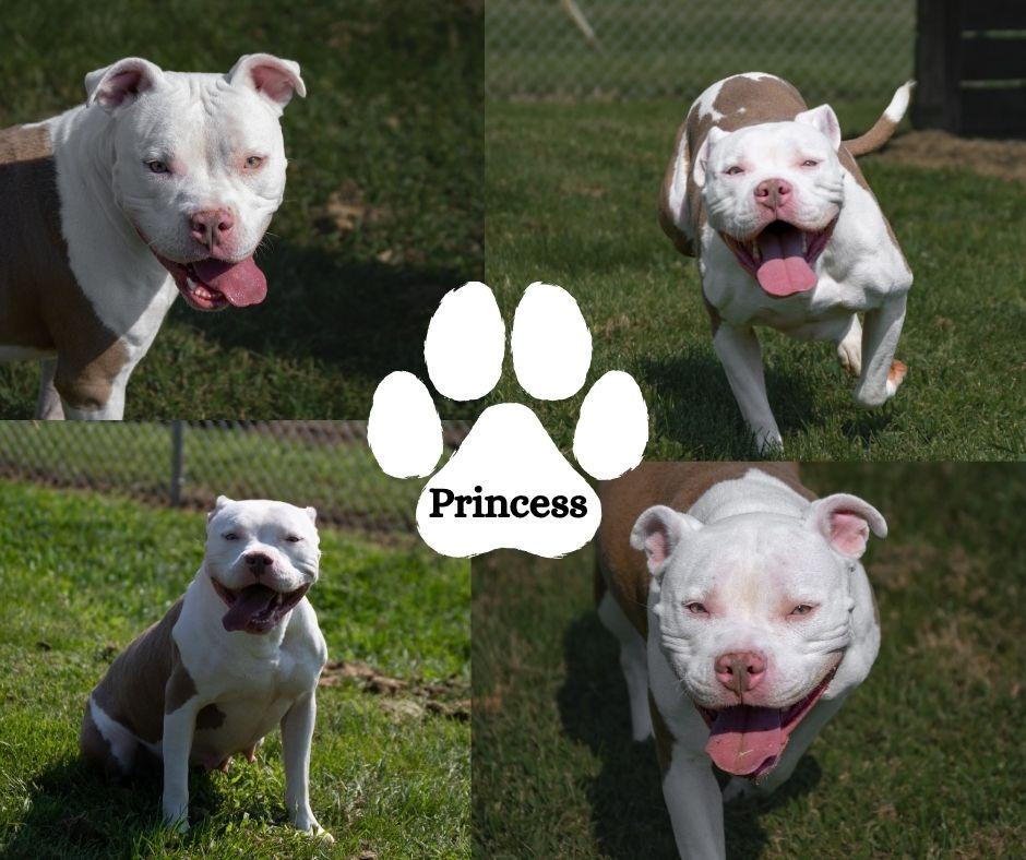 Enlarge Princess, a Adoptable mixed breed in Winchester, KY image 1/1
