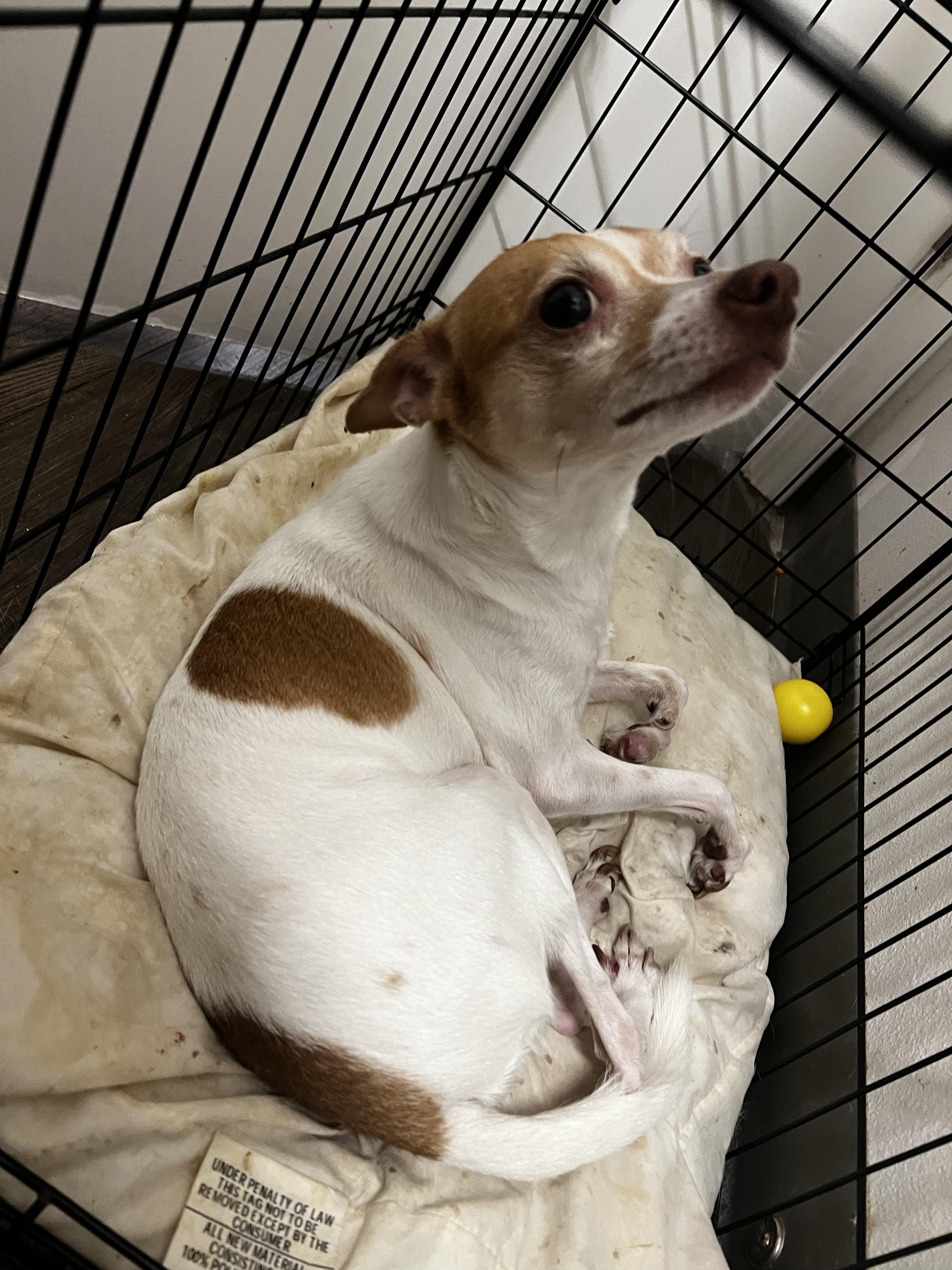 Burrito, Adoptable, Adult Male Chihuahua & Terrier.