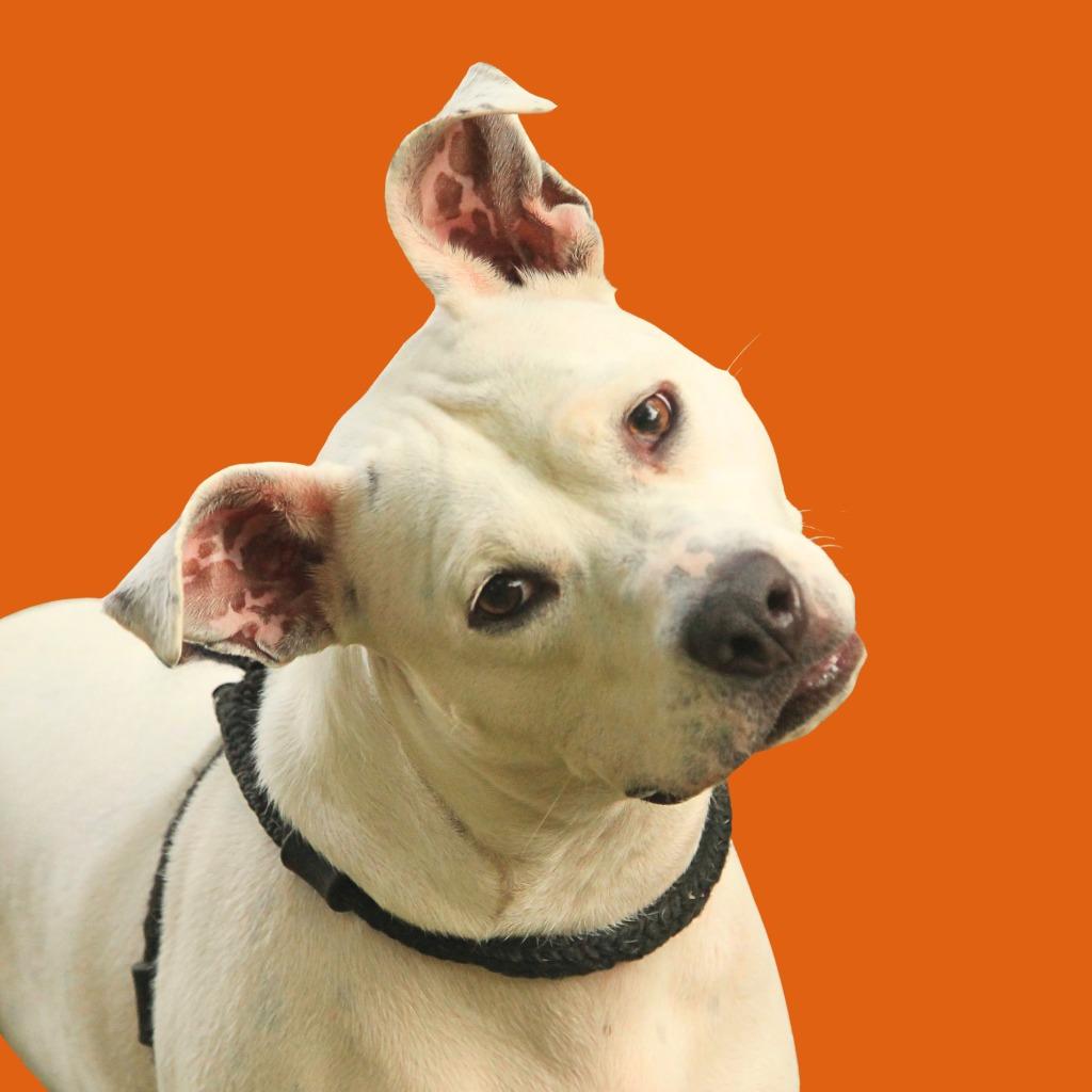 Enlarge Frosty, a Adoptable mixed breed in Utica, MI image 1/6