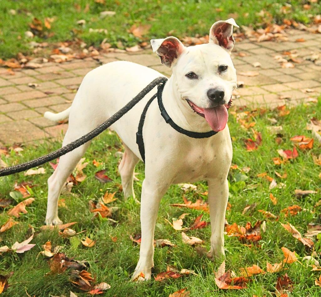 Frosty, Adoptable, Young Female Pit Bull Terrier & Dalmatian.