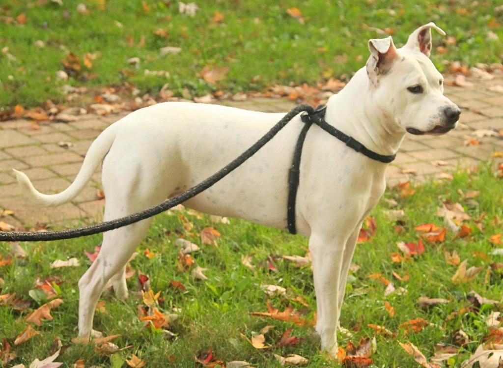 Enlarge Frosty, a Adoptable mixed breed in Utica, MI image 3/6