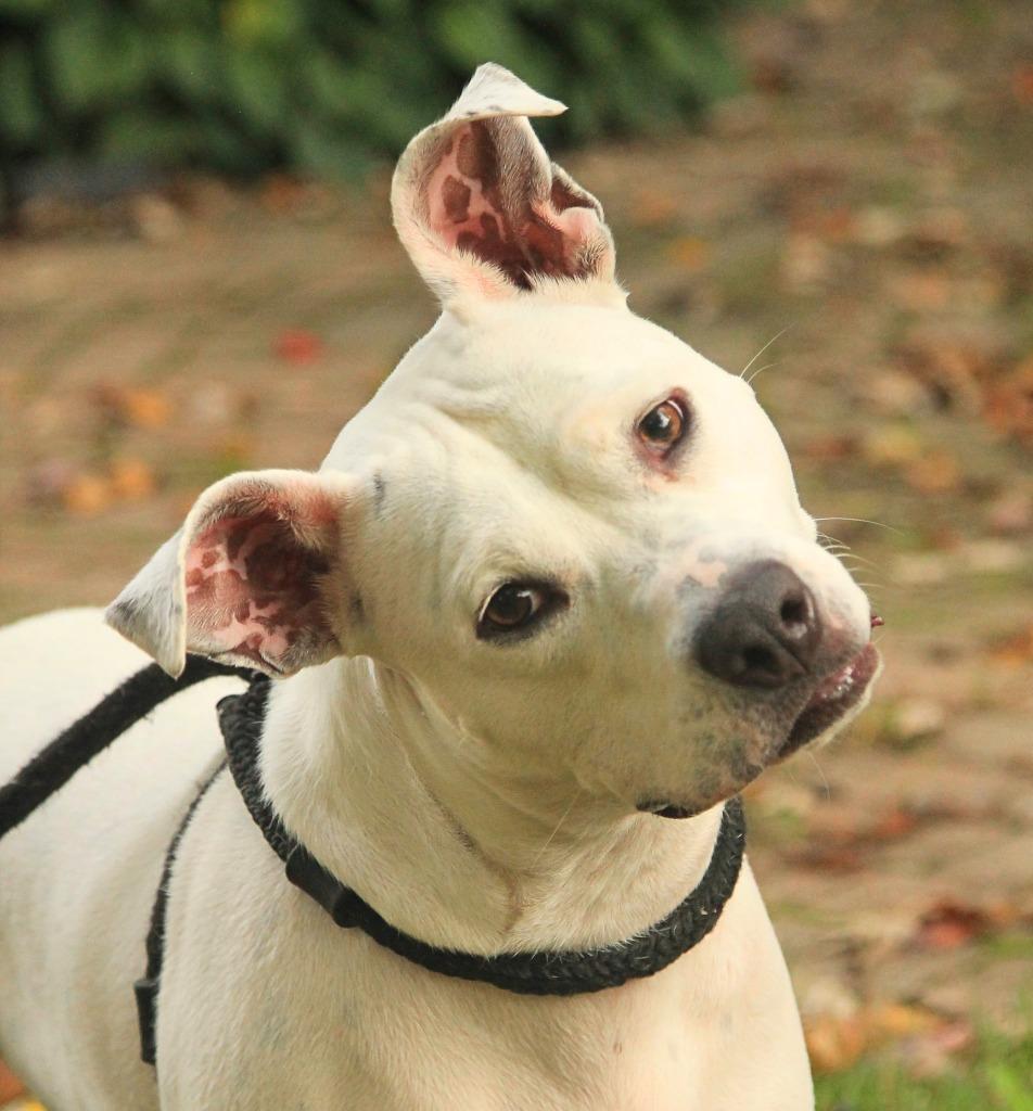 Enlarge Frosty, a Adoptable mixed breed in Utica, MI image 4/6
