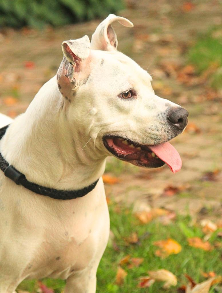 Enlarge Frosty, a Adoptable mixed breed in Utica, MI image 5/6
