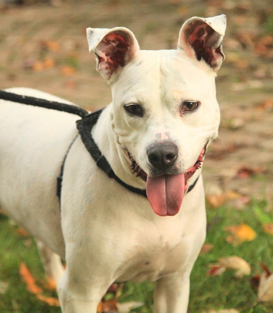Enlarge Frosty, a Adoptable mixed breed in Utica, MI image 6/6