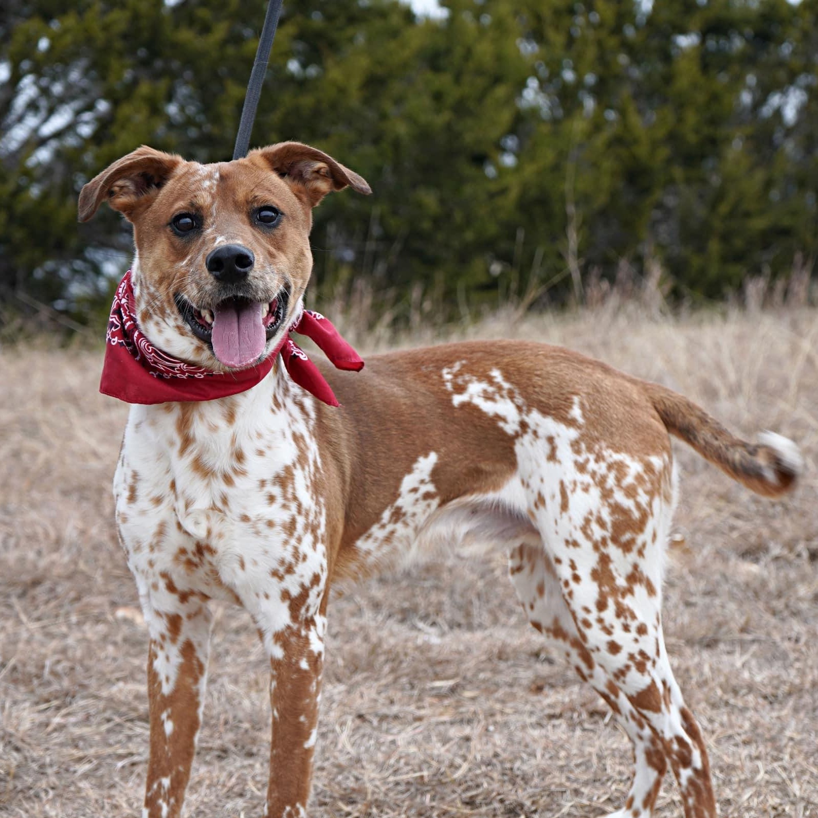 Otis, Adoptable, Young Male Hound.