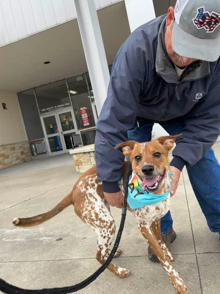 Enlarge Otis, a Adoptable mixed breed in Columbia, MD image 2/3