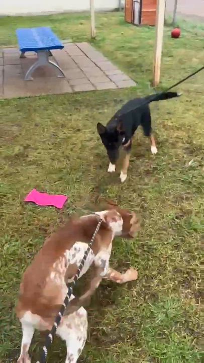 Enlarge Otis, a Adoptable mixed breed in Columbia, MD video 3/3