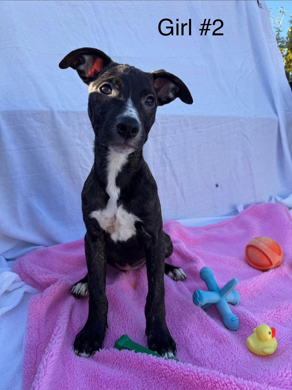 Candy Litter: Spree, Adoptable, Puppy Female Labrador Retriever & Dalmatian.