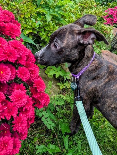 Enlarge Candy Litter:  Spree, a Adoptable mixed breed in Berwick, PA image 2/3