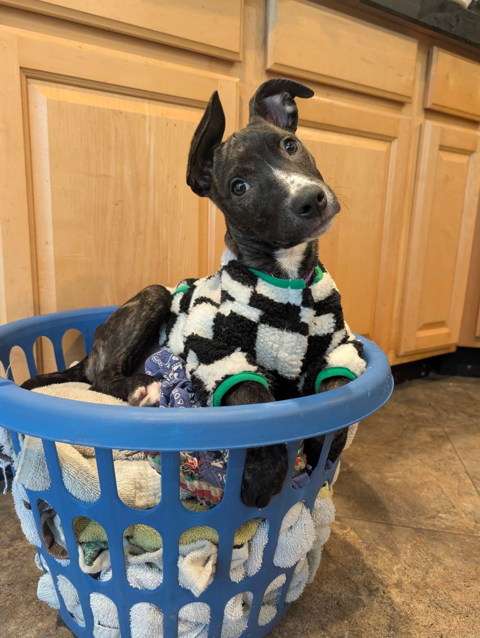 Enlarge Candy Litter:  Spree, a Adoptable mixed breed in Berwick, PA image 3/3