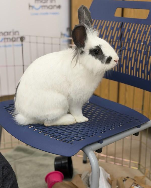 Enlarge Bon Bon, a Adoptable mixed breed in Novato, CA image 2/2