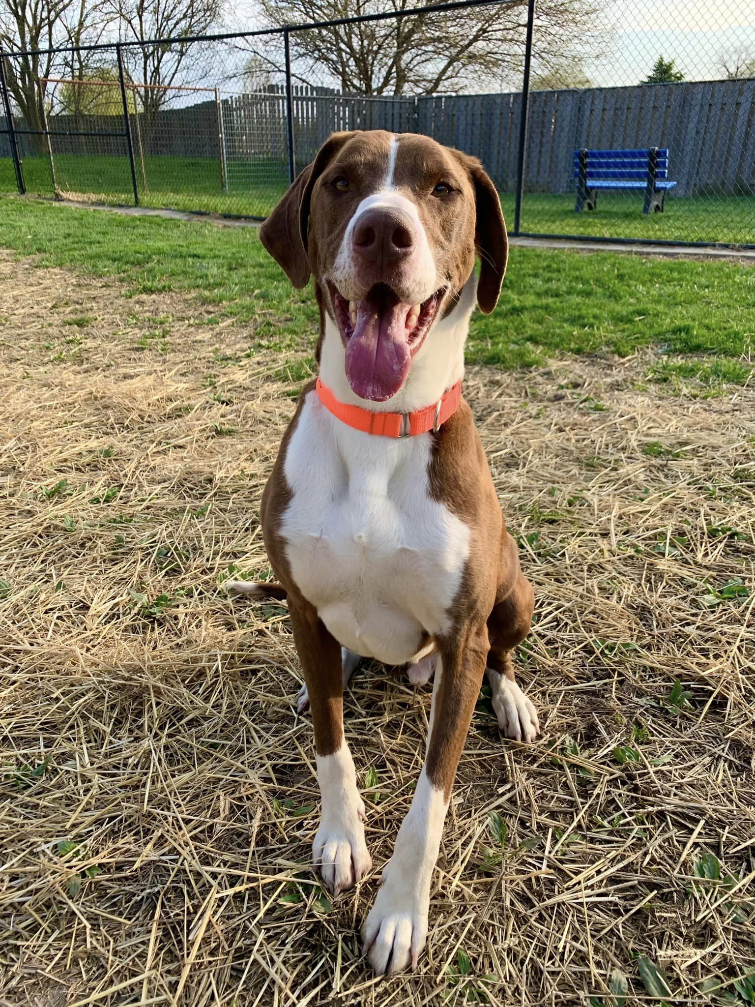 Soos, a Adoptable mixed breed in Whitestown, IN image 3/4