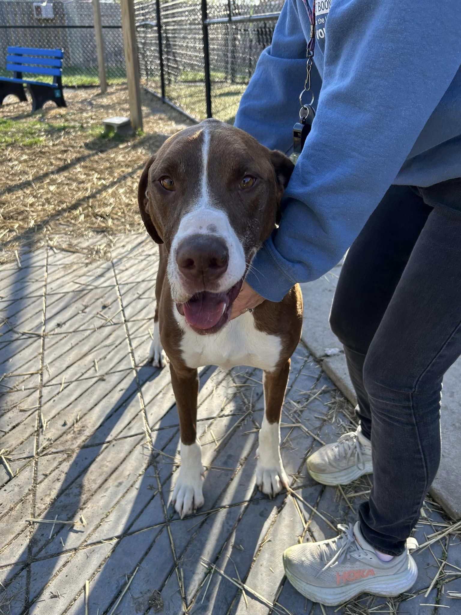 Soos, a Adoptable mixed breed in Whitestown, IN image 4/4