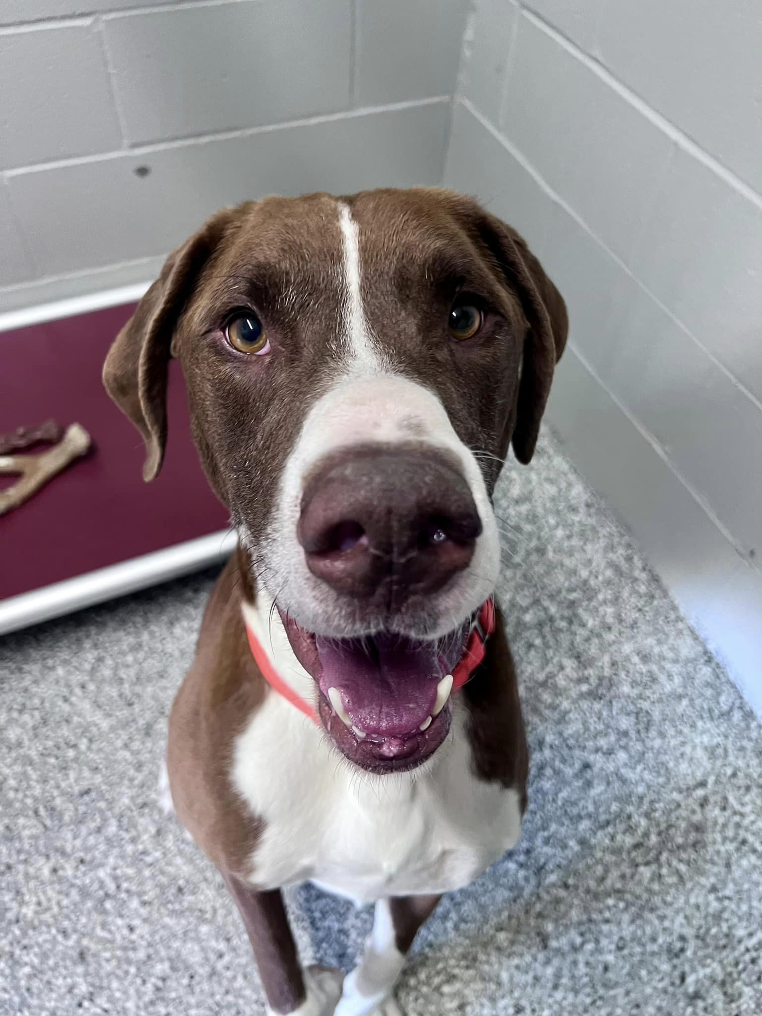 Soos, a Adoptable mixed breed in Whitestown, IN image 1/4