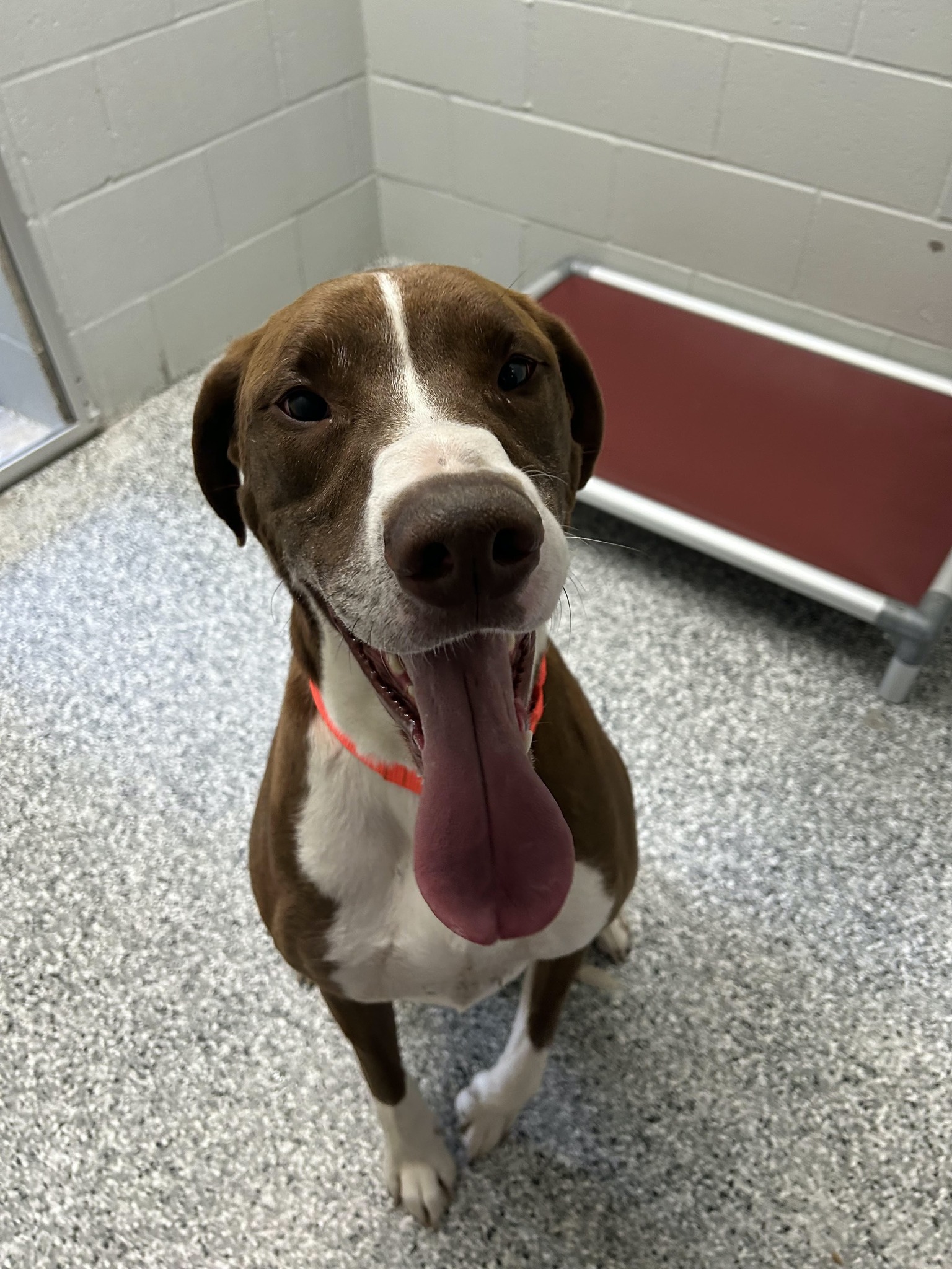 Soos, a Adoptable mixed breed in Whitestown, IN image 2/4