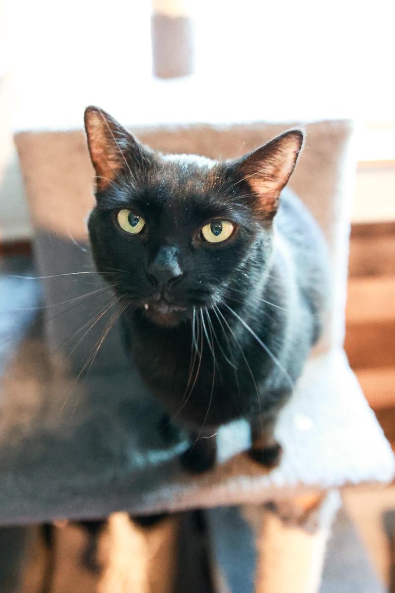 Enlarge Salem, a Adoptable Domestic Short Hair in Loogootee, IN image 5/6