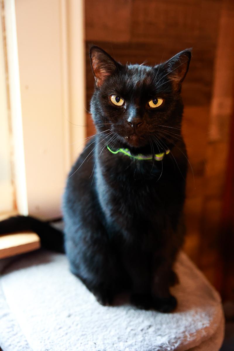 Enlarge Salem, a Adoptable Domestic Short Hair in Loogootee, IN image 2/6