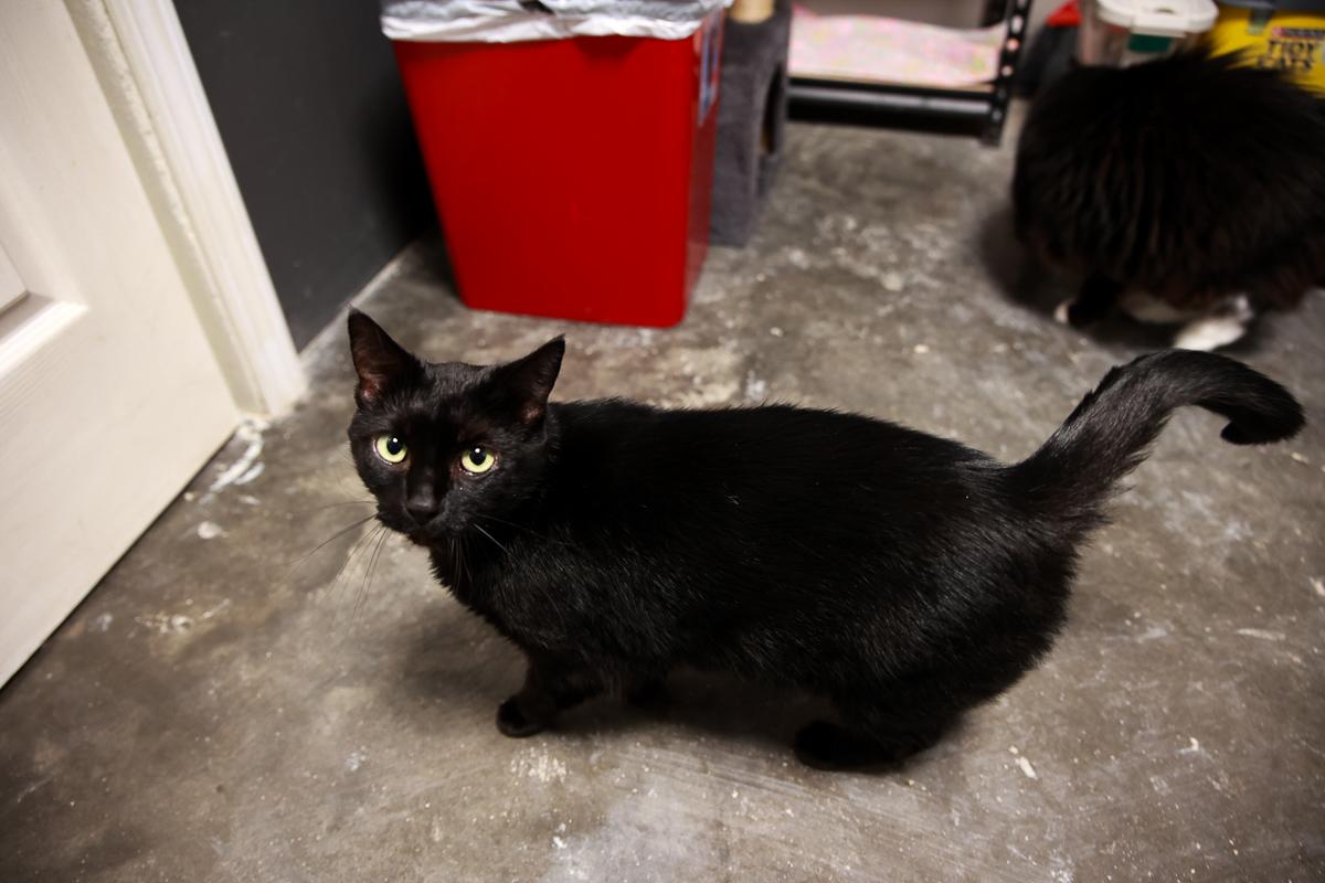Enlarge Salem, a Adoptable Domestic Short Hair in Loogootee, IN image 6/6