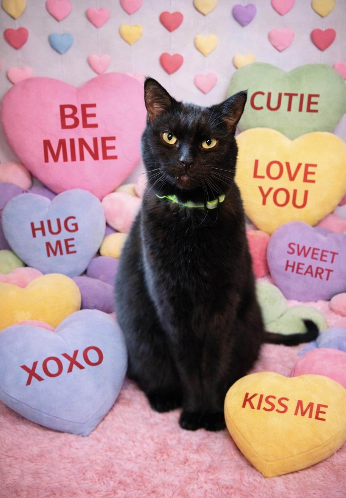 Enlarge Salem, a Adoptable Domestic Short Hair in Loogootee, IN image 1/6