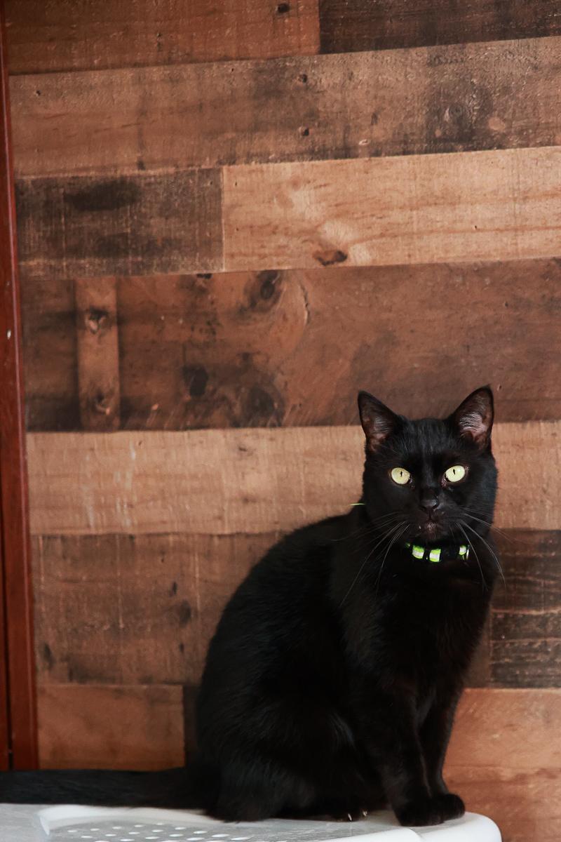 Salem, Adoptable, Adult Female Domestic Short Hair.