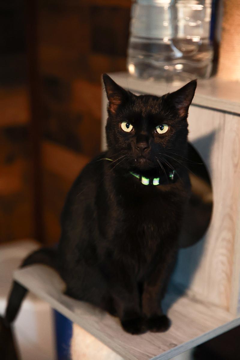 Enlarge Salem, a Adoptable Domestic Short Hair in Loogootee, IN image 3/6