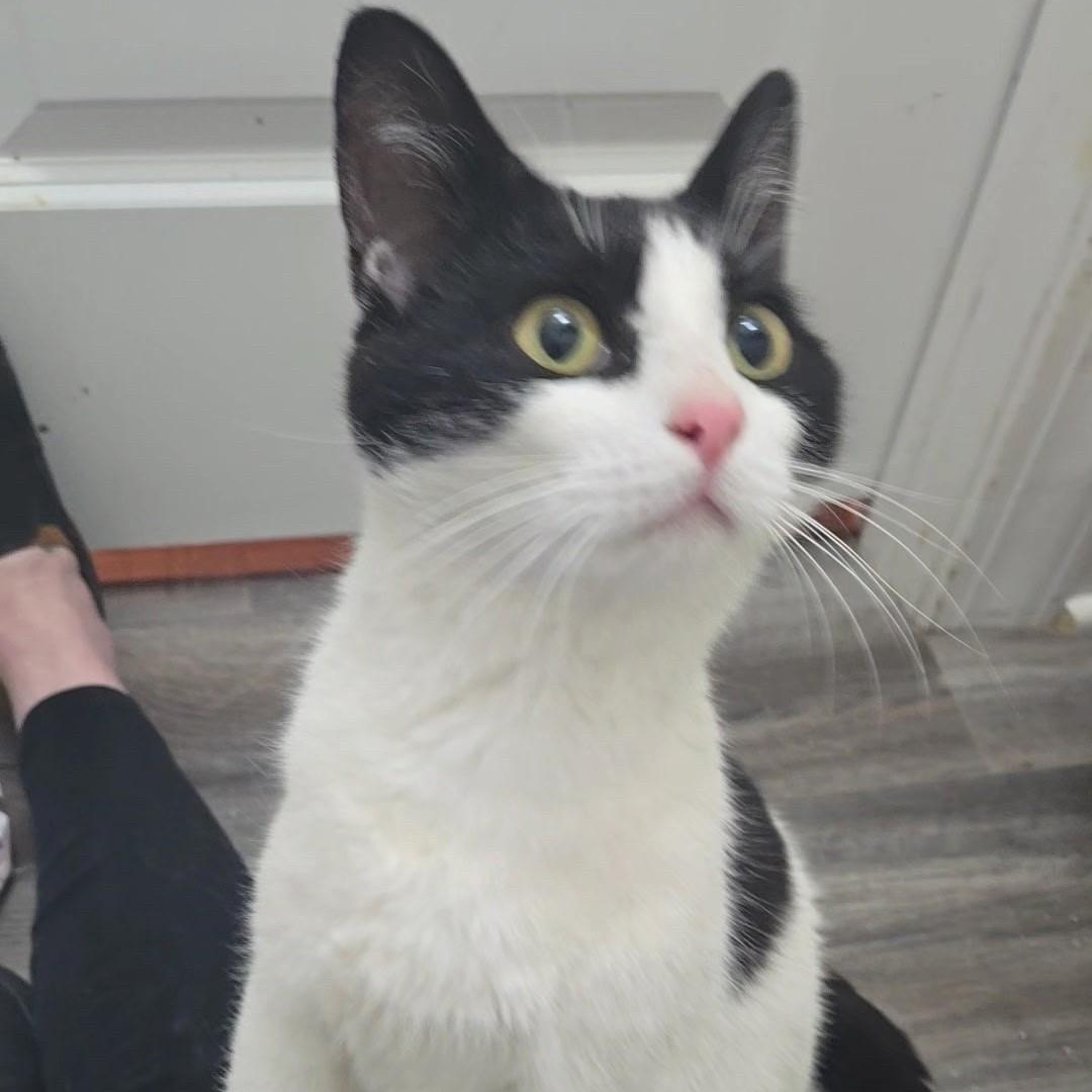 Belle, ADOPTABLE, Adult Female Domestic Short Hair.