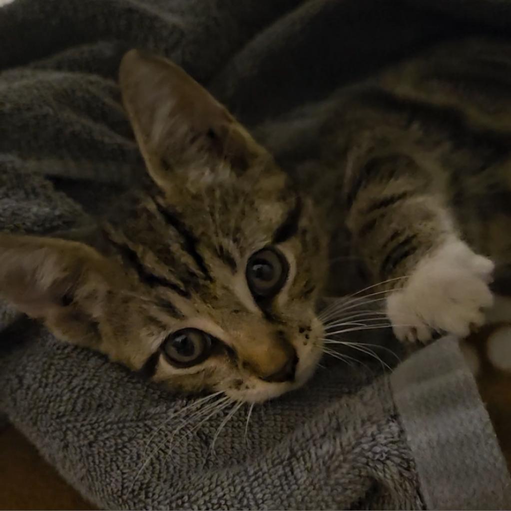 Enlarge Archie, a Adopted Domestic Short Hair in Parkland, FL image 3/3