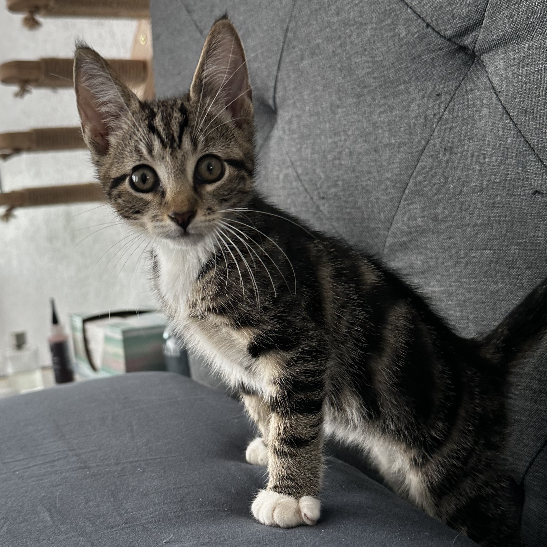 Enlarge Archie, a Adopted Domestic Short Hair in Parkland, FL image 1/3