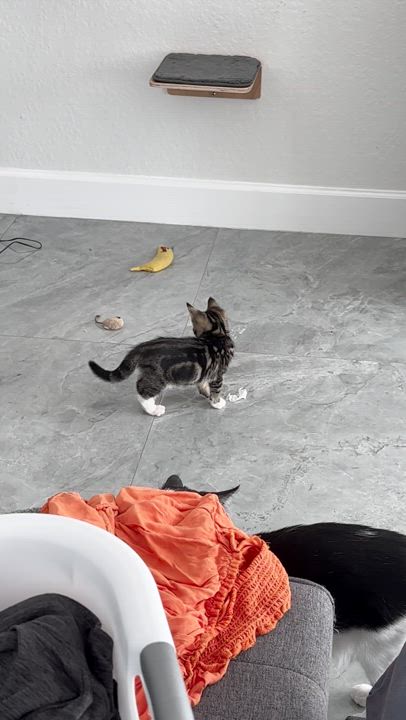 Enlarge Archie, a Adopted Domestic Short Hair in Parkland, FL video 2/3