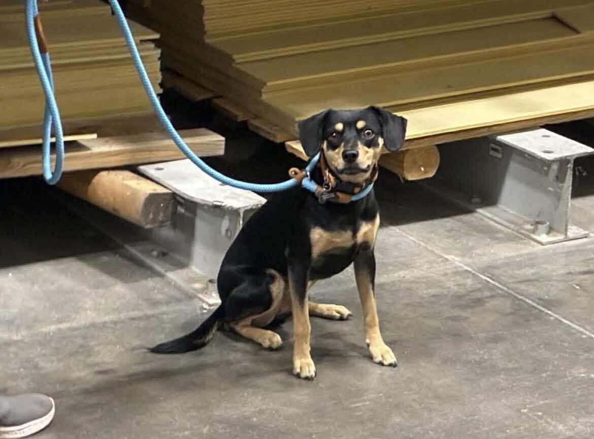 Enlarge Arthur, an adopted mixed breed in Covington, TX image 1/3