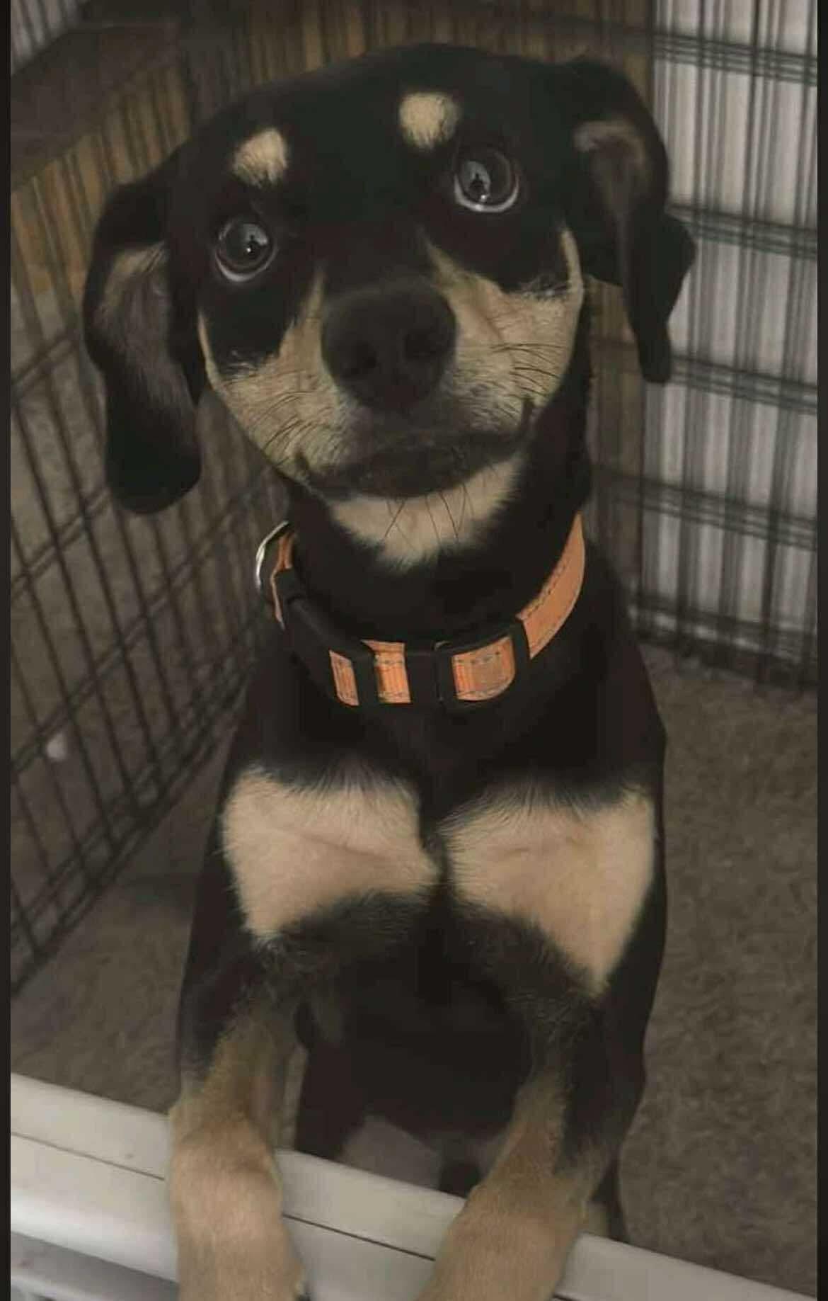 Enlarge Arthur, an adopted mixed breed in Covington, TX image 2/3