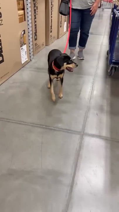 Enlarge Arthur, an adopted mixed breed in Covington, TX video 3/3