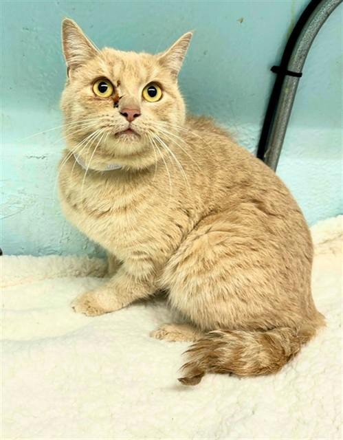 Enlarge MAMA, a Adoptable Domestic Short Hair in Lancaster, CA image 1/1