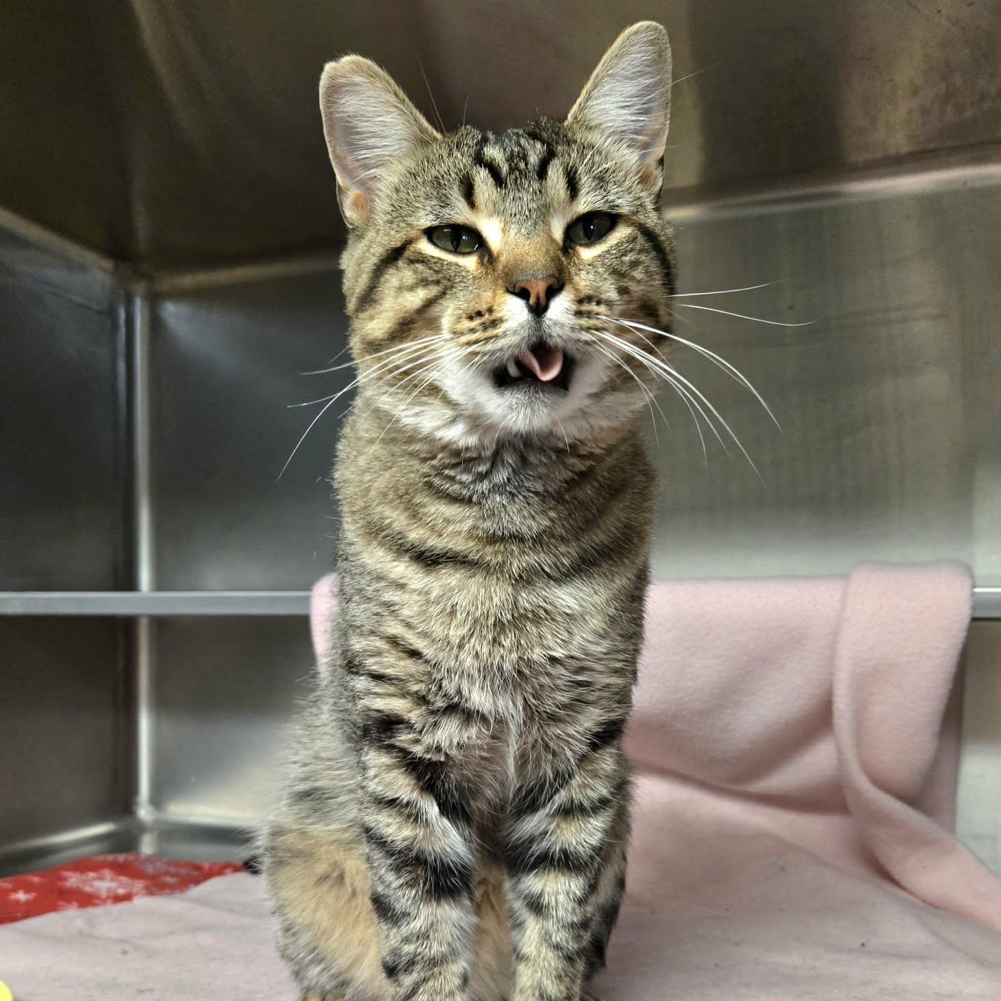 Enlarge Alex (Tiger 2000) At Petco, a Adopted Domestic Short Hair in Watertown, WI image 3/4