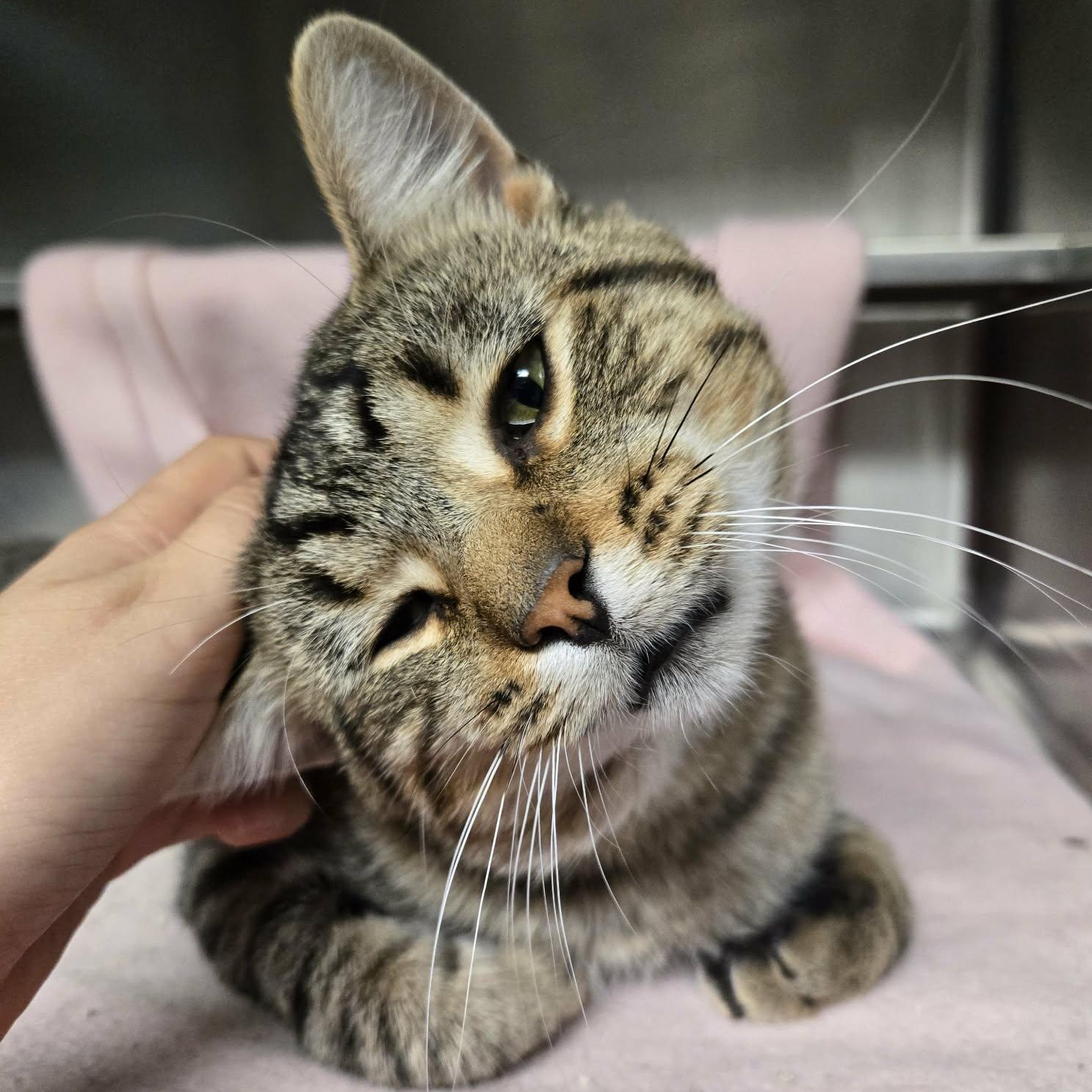 Enlarge Alex (Tiger 2000) At Petco, a Adopted Domestic Short Hair in Watertown, WI image 2/4