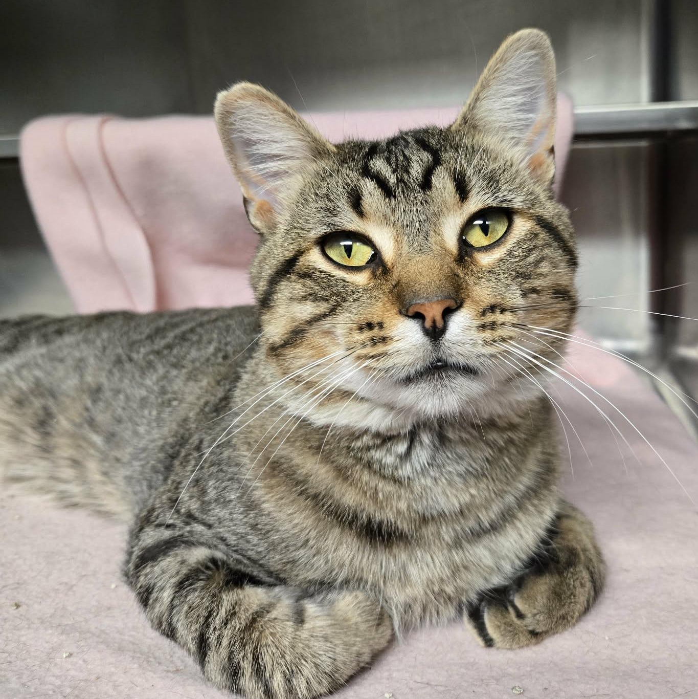 Enlarge Alex (Tiger 2000) At Petco, a Adopted Domestic Short Hair in Watertown, WI image 1/4