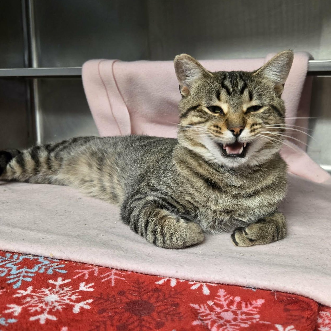 Enlarge Alex (Tiger 2000) At Petco, a Adopted Domestic Short Hair in Watertown, WI image 4/4