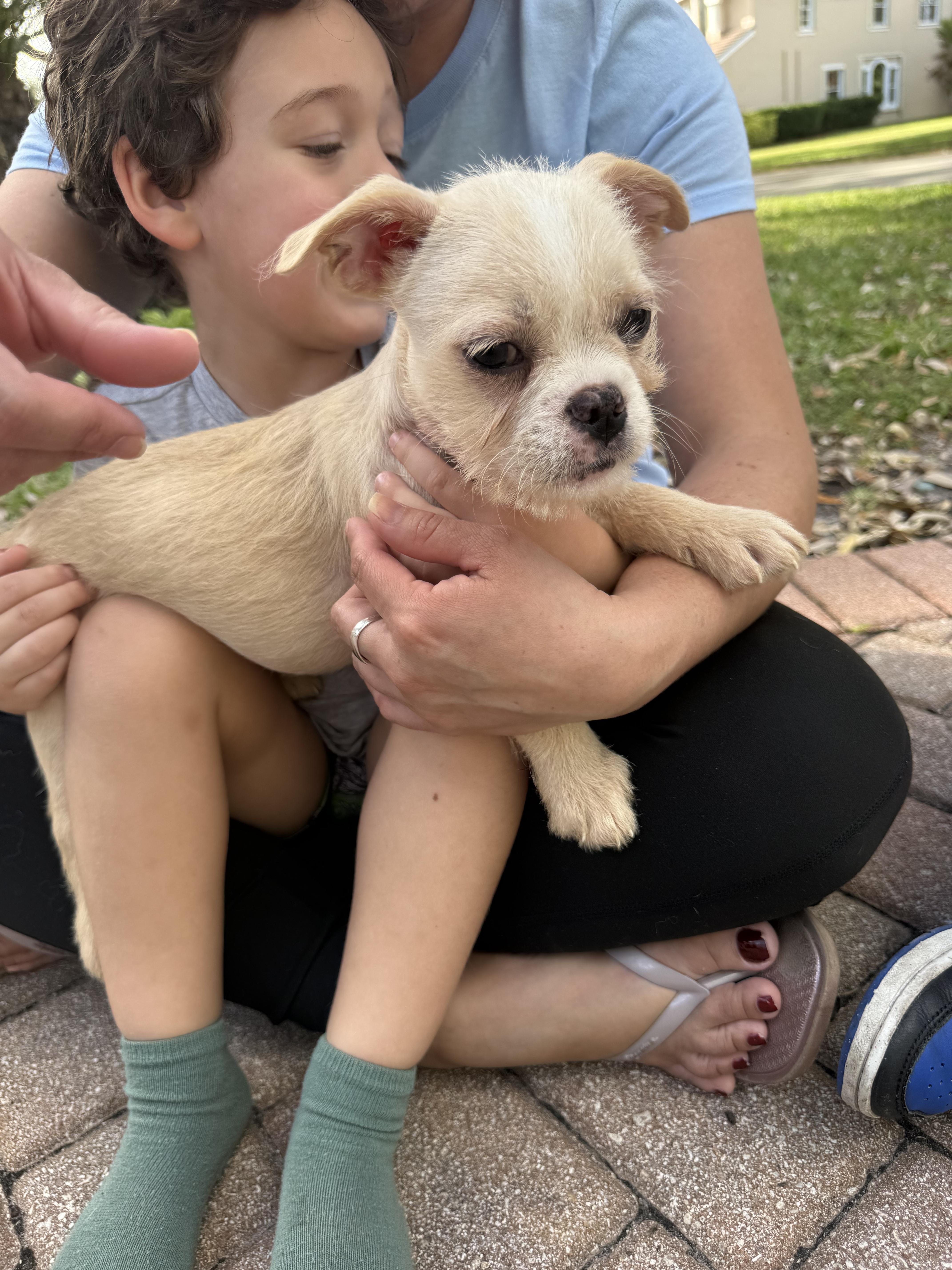 Enlarge Bobby, an adopted mixed breed in North Miami, FL image 2/4