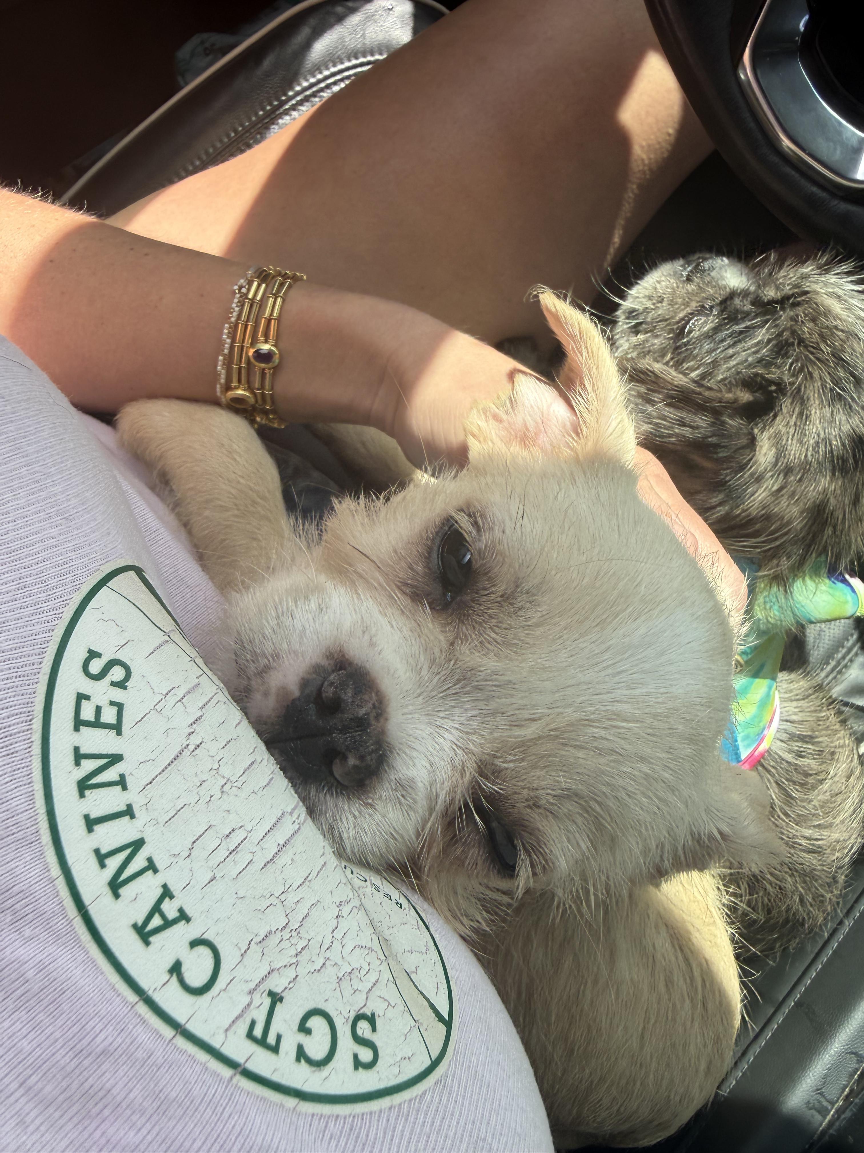 Enlarge Bobby, an adopted mixed breed in North Miami, FL image 3/4