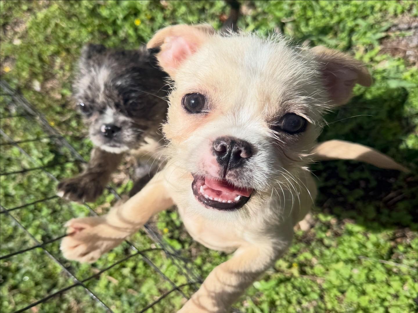 Bobby, ADOPTABLE, Puppy Male Shih Tzu & French Bulldog.