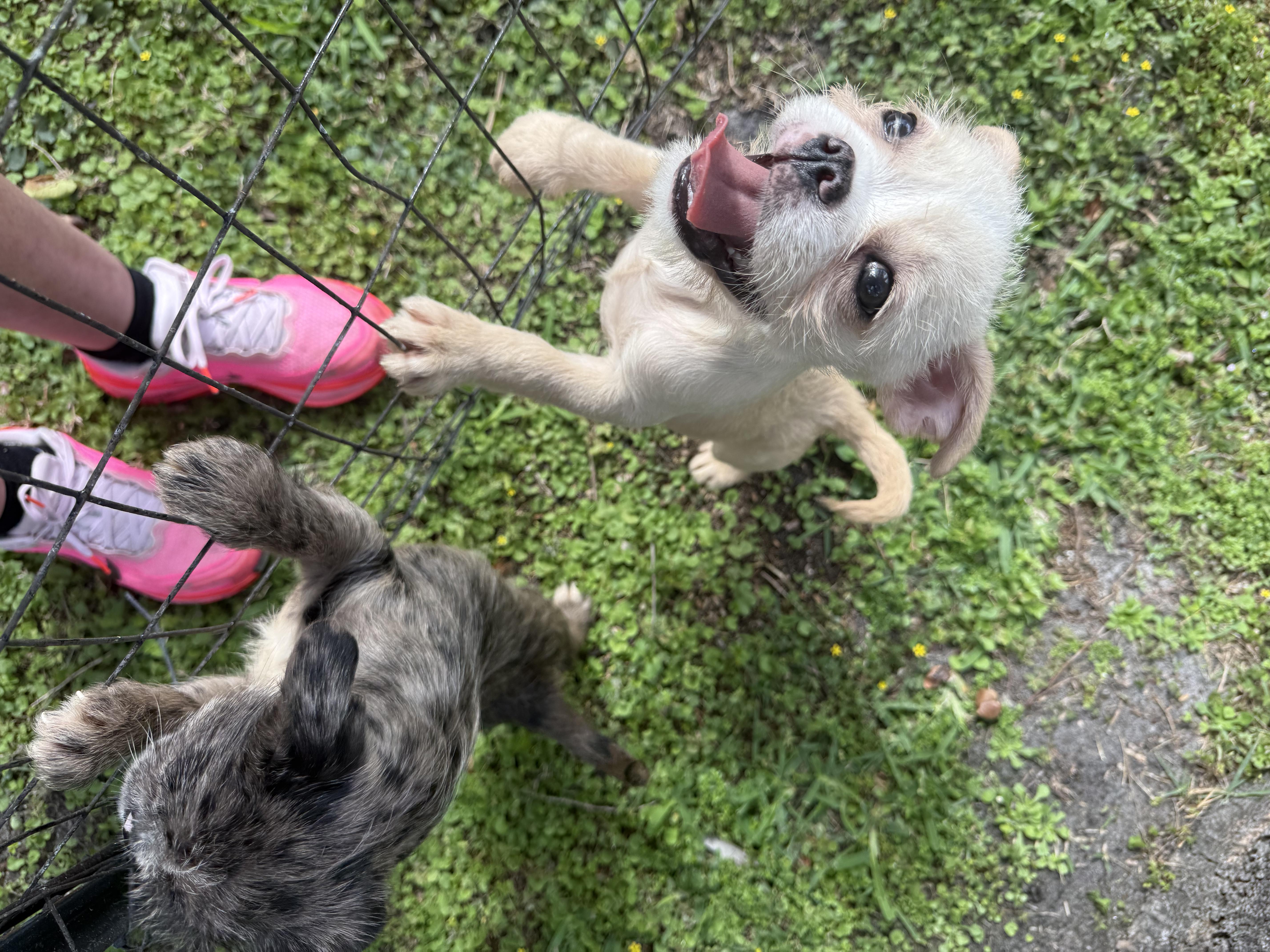 Enlarge Bobby, an adopted mixed breed in North Miami, FL image 4/4