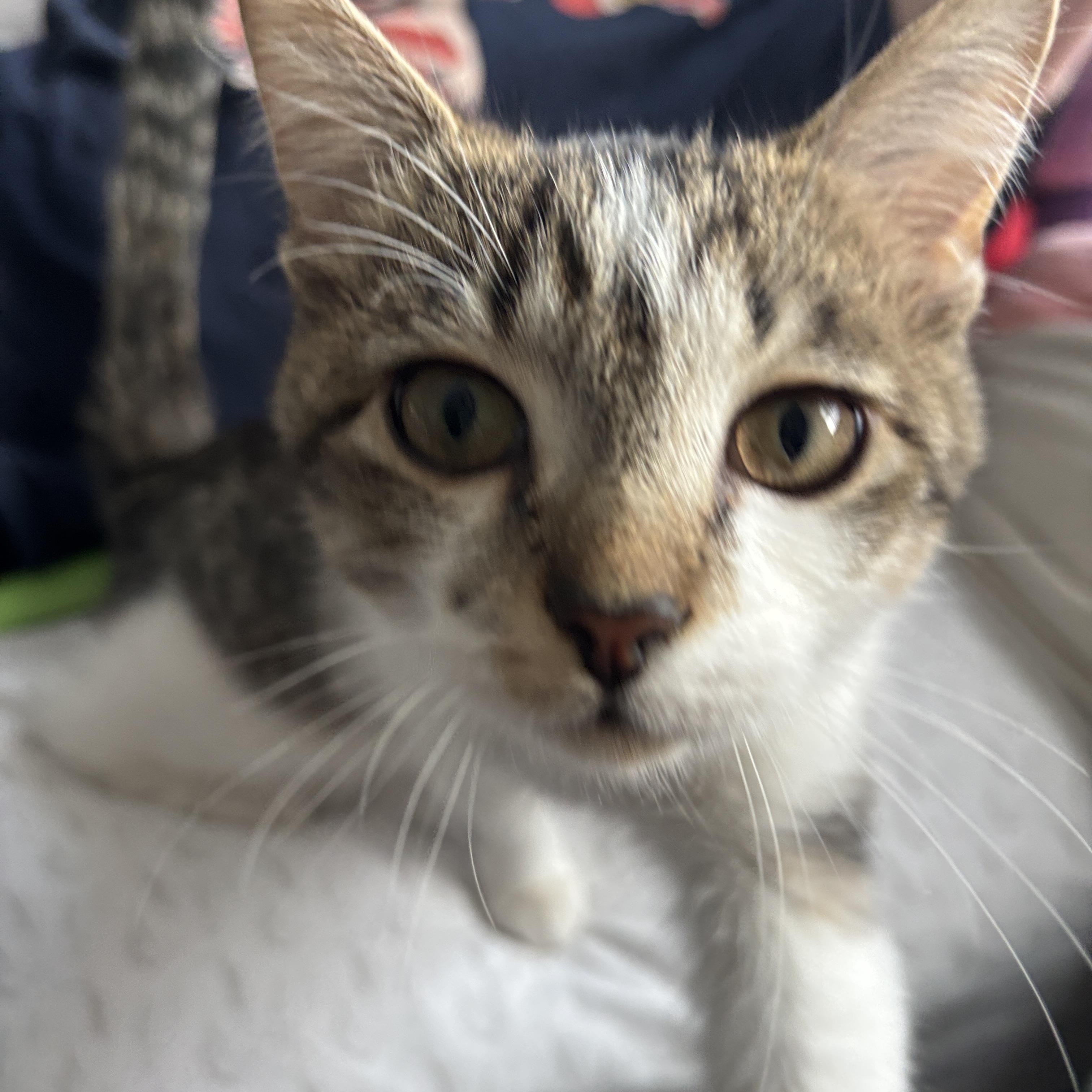 Enlarge Ciccio, an adopted Tabby in Melrose, MA image 2/5