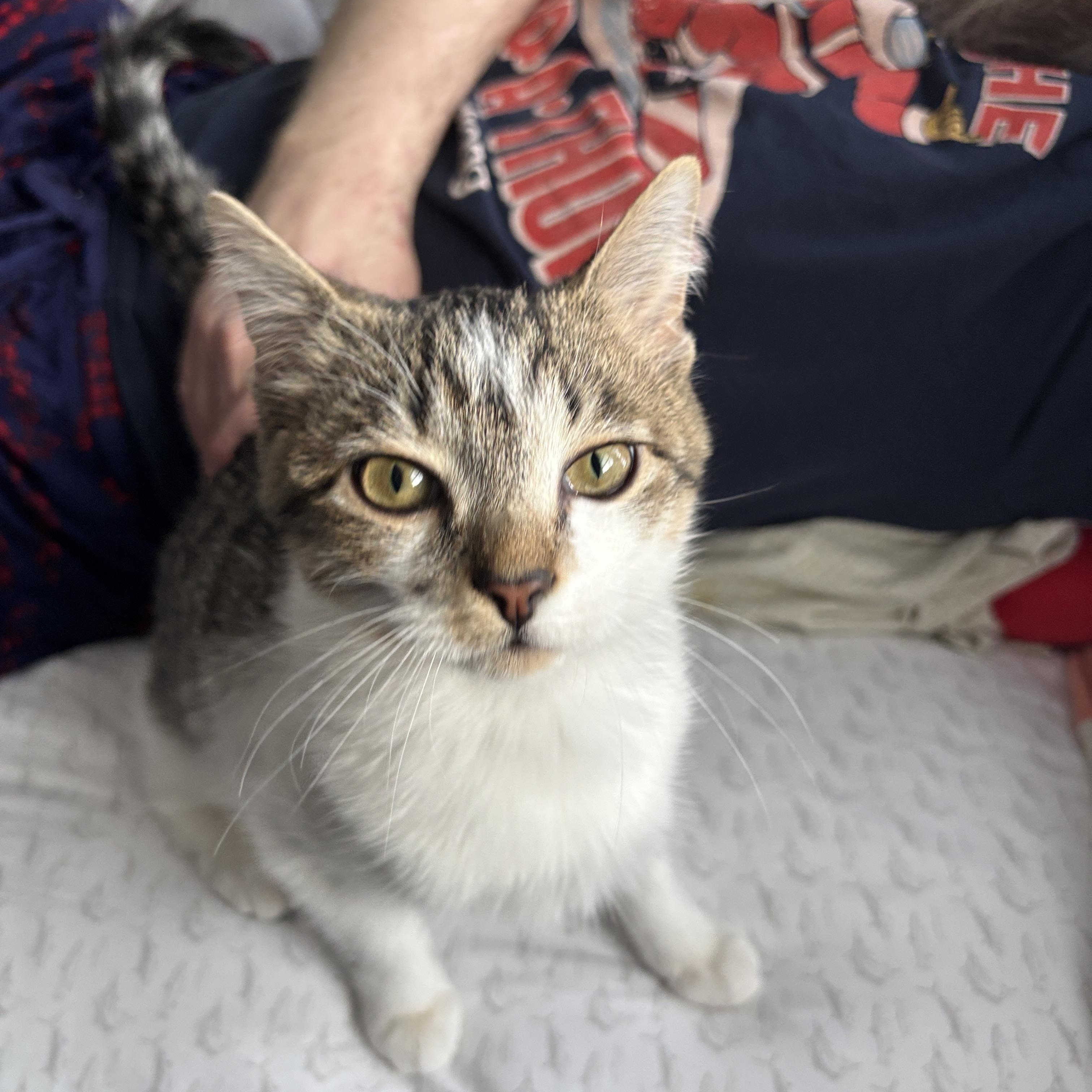 Ciccio, adopted, Kitten Male Tabby.