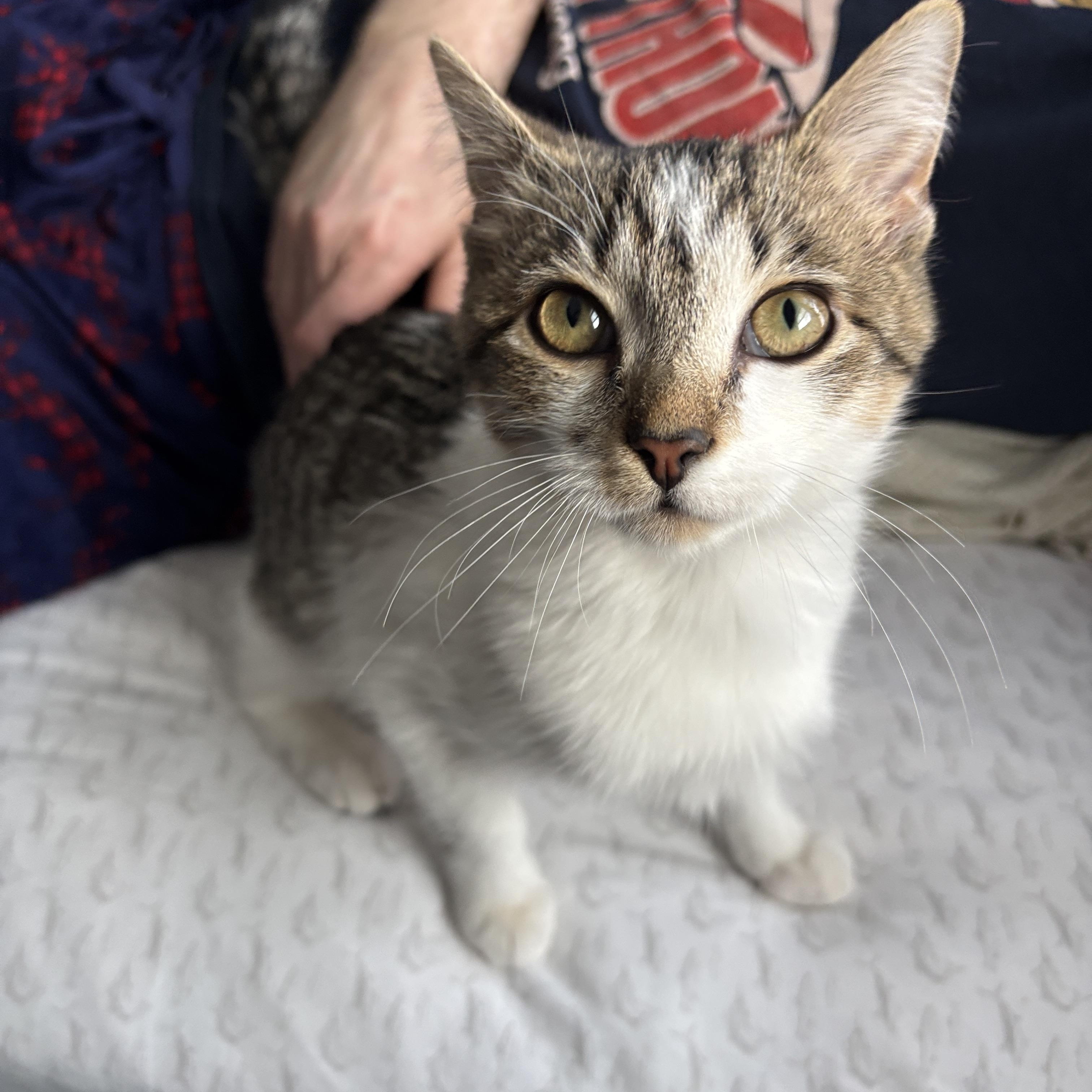 Enlarge Ciccio, an adopted Tabby in Melrose, MA image 5/5