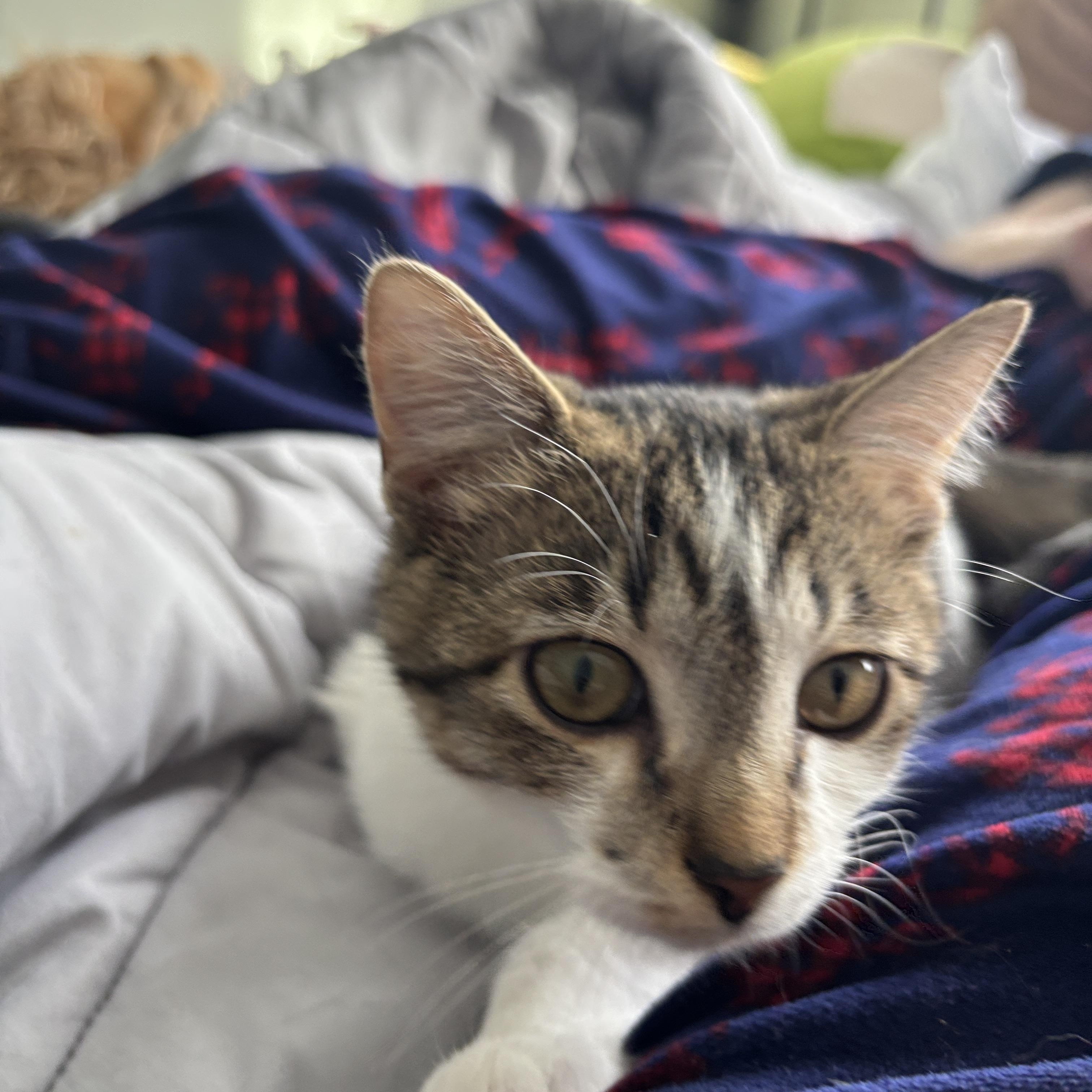 Enlarge Ciccio, an adopted Tabby in Melrose, MA image 4/5