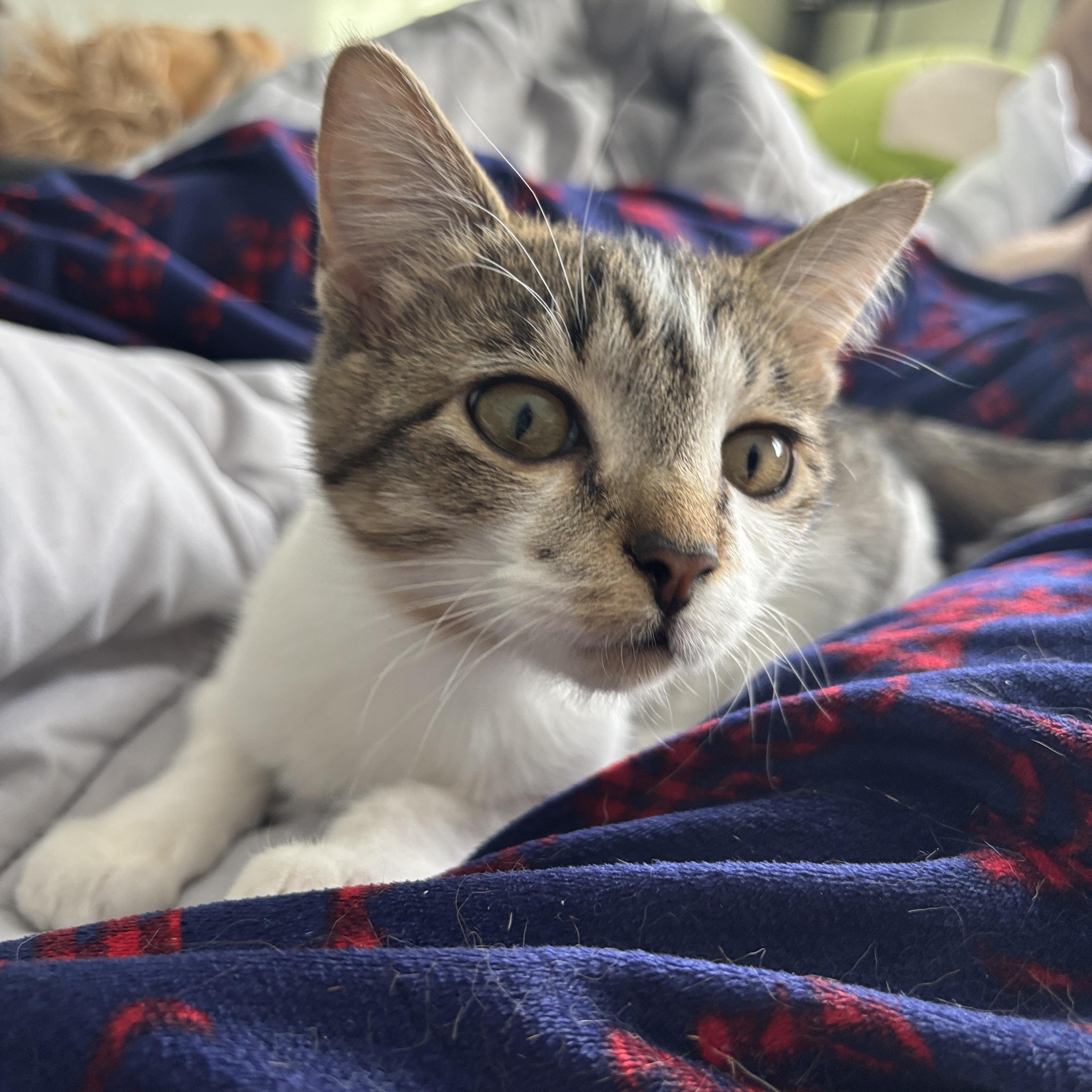 Enlarge Ciccio, an adopted Tabby in Melrose, MA image 3/5