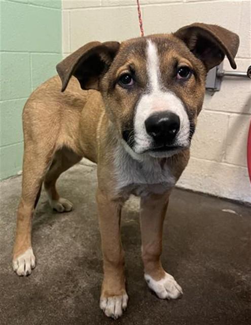 Enlarge FEATHER, a Adoptable mixed breed in Sacramento, CA image 1/1