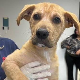 Enlarge Millie Muffin, a Adoptable mixed breed in Cleveland, MS image 1/5