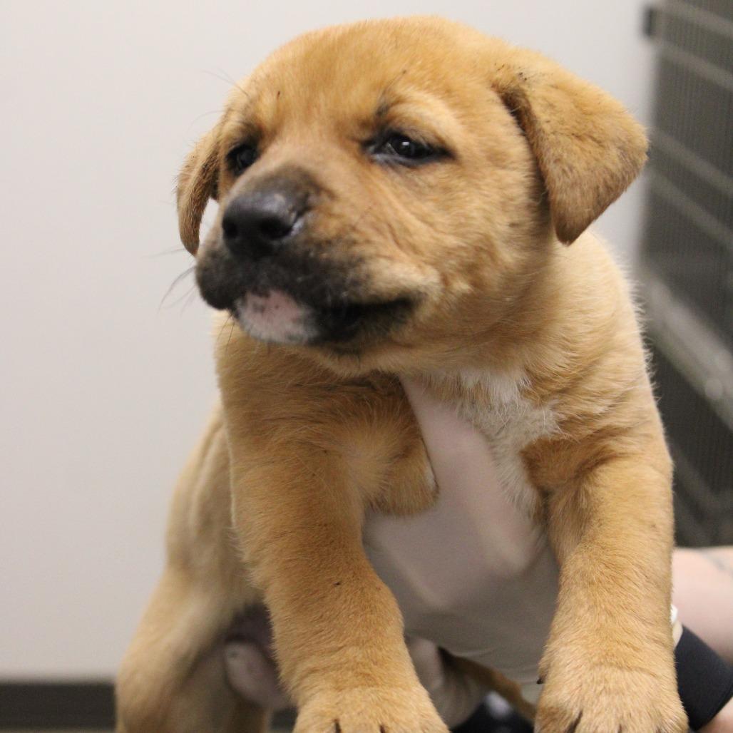 Enlarge Millie Muffin, a Adoptable mixed breed in Cleveland, MS image 2/5